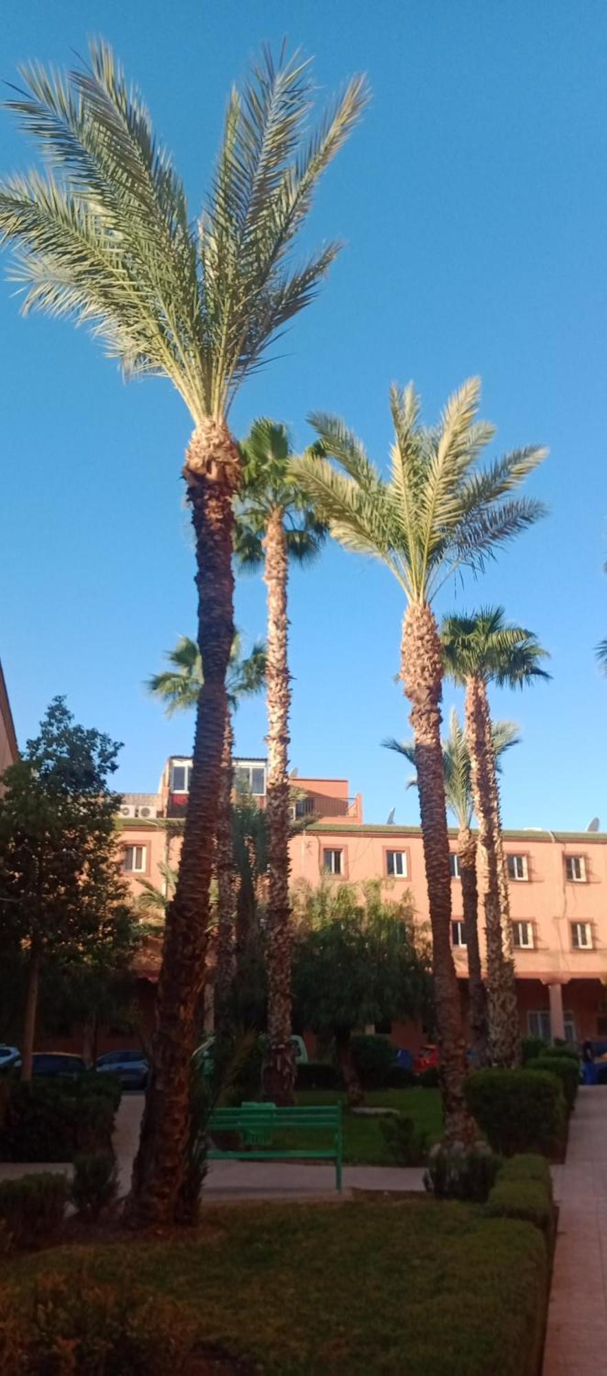 Riad Al-Bushra มาร์ราเกช ภายนอก รูปภาพ